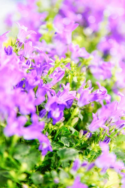 Élénk színek a tavaszi virágok. — Stock Fotó