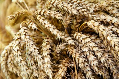 Tarlada altın buğday kulakları