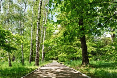 Landscape of the public park