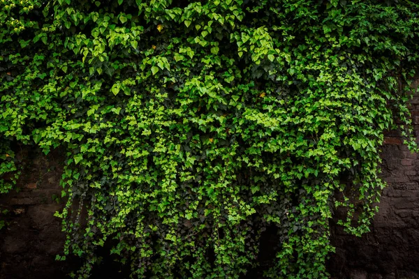 Grunge rustikale Ziegelwand mit Laub — Stockfoto