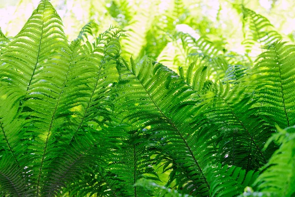 Ferns In The Forest — Stock Photo, Image