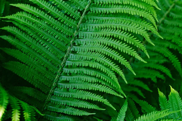 Ferns In The Forest — Stock Photo, Image