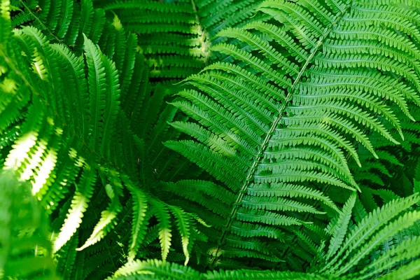 Ferns In The Forest — Stock Photo, Image