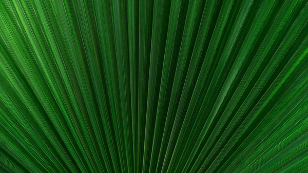 Structure of palm plant — Stock Photo, Image