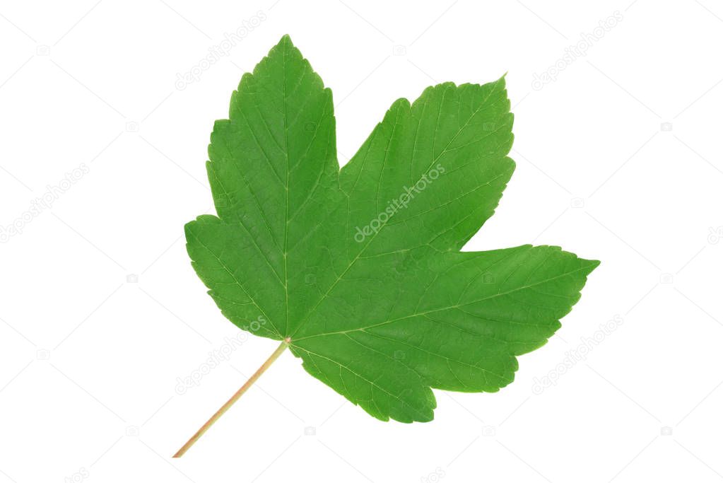 Green leaf of sycamore maple