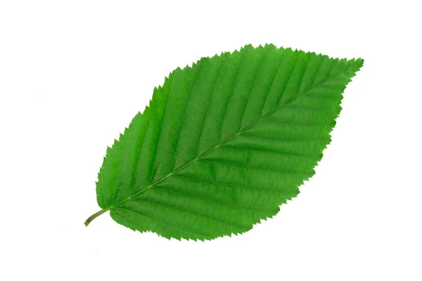단일 혼빔 잎 — 스톡 사진