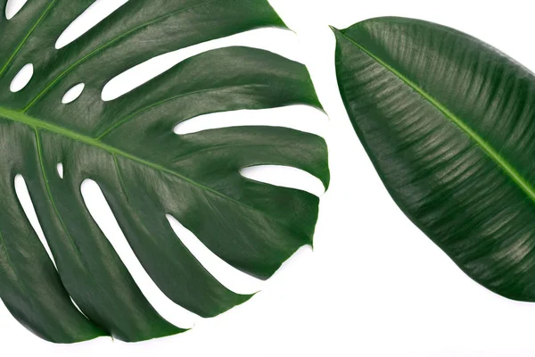 Modne tropikalne liście — Zdjęcie stockowe