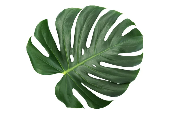 트렌디한 열대 잎 — 스톡 사진