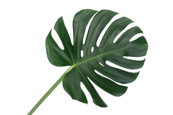 Trendy tropical leaf — Stock Photo, Image