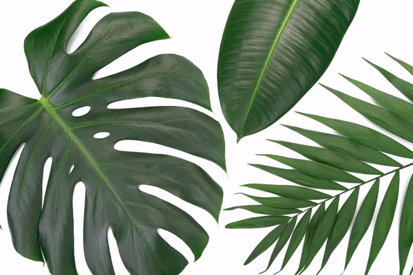Trendy tropical leaves composition — Stock Photo, Image