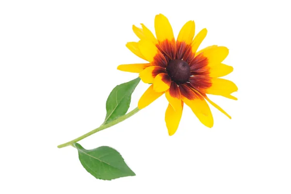 Blühende Rudbeckia-Blume — Stockfoto