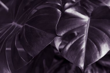 Trendy tropikal yaprakları kompozisyon