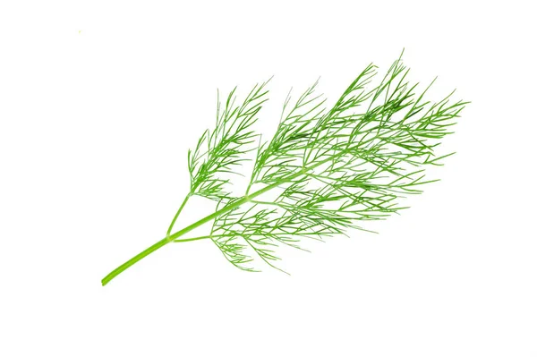 Dill fresco isolado — Fotografia de Stock