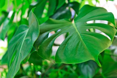 Tropik yeşil yapraklar arka plan