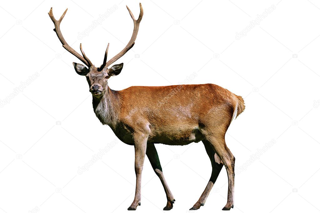 Wild deer with horns