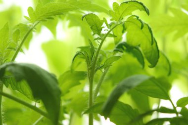 Organik sebze çiftçiliğine yakın plan - yemyeşil domateslerin tam çerçeve arka plan