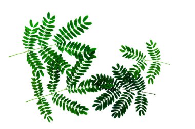 Neptunia oleracea Beyaz arkaplanda izole edilmiş Lour yaprağı deseni