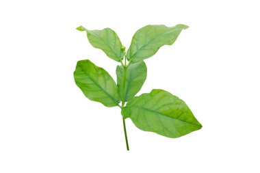 Yasemin ağacının genç filizleri ya da beyaz arka planda izole edilmiş Yasemin ağacı