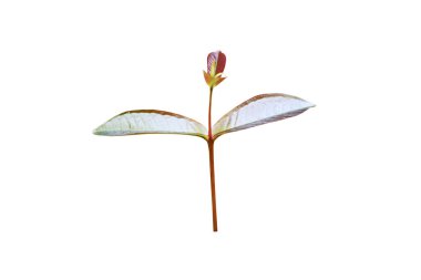 Beyaz arka planda genç Syzygium ağacı veya Syzygium jambos (L) çekimleri var.