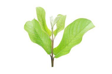 Beyaz arkaplanda izole edilmiş genç Psidium guajava ağacı filizleri