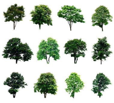 Beyaz arkaplanda çoklu ağaç koleksiyonu izole edildi