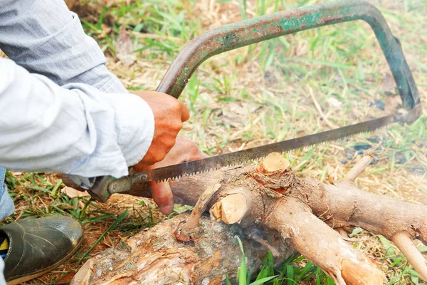 Hombre Está Cortando Madera Los Árboles Con Sierra — Foto de Stock