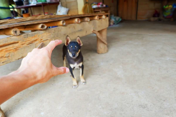 Mano Del Hombre Llegar Agarrar Cachorro Negro — Foto de Stock