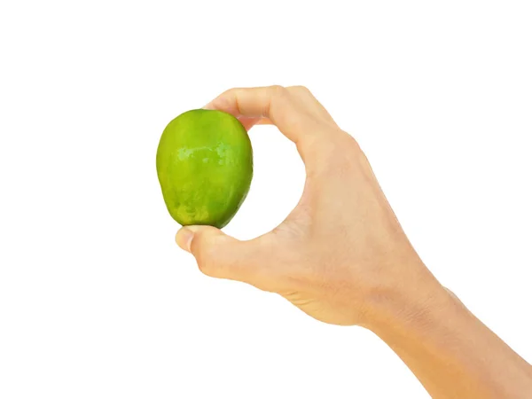 Grön Apa Äpple Eller Ziziphus Mauritiana Lam Handen Asiatisk Man — Stockfoto