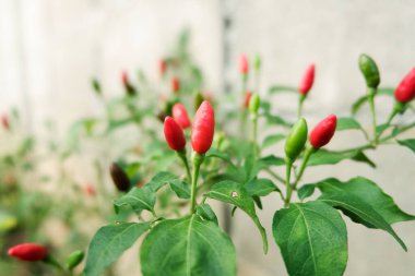 Capsicum Yıllık Kuş Gözü 'nü veya Bahçedeki Chili' yi kapat