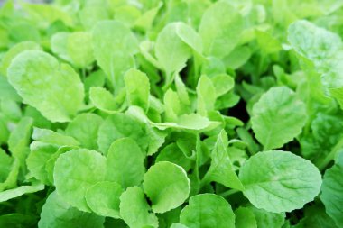 Genç Nappa lahanası ya da Brassica rapa subsp. Pekinensis Sebze arsaları üzerine