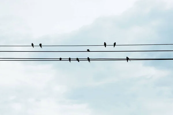 Many birds are on the power wire with sky view