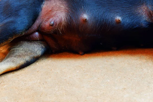 Kara köpeğin göğsü Hamile olmak