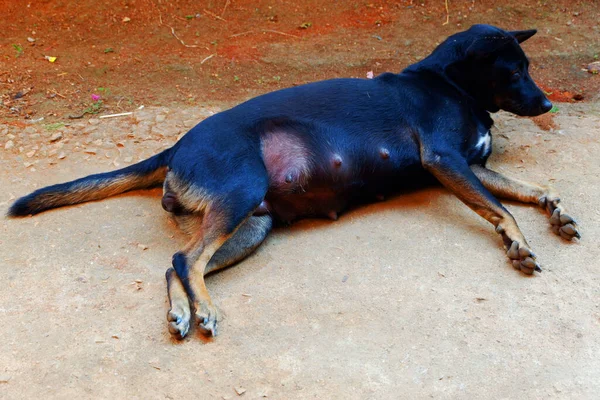 Die Brust Des Schwarzen Hundes Ist Schwanger — Stockfoto