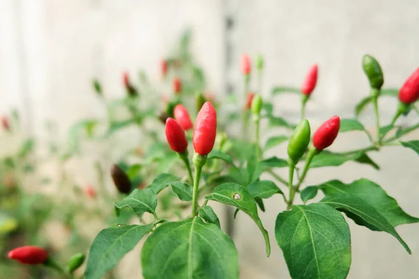 Capsicum Yıllık Kuş Gözü 'nü veya Bahçedeki Chili' yi kapat