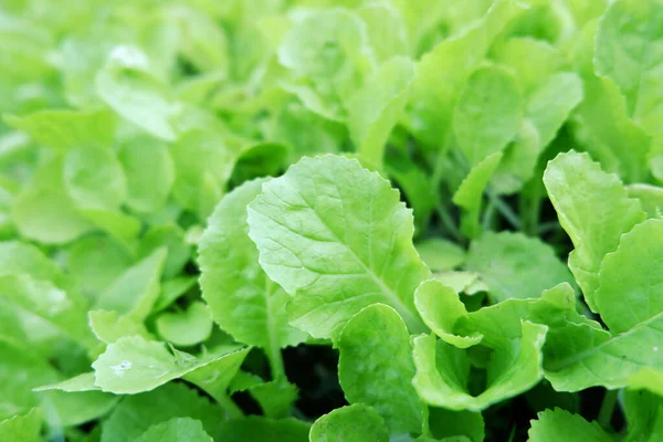 Genç Nappa lahanası ya da Brassica rapa subsp. Pekinensis Sebze arsaları üzerine