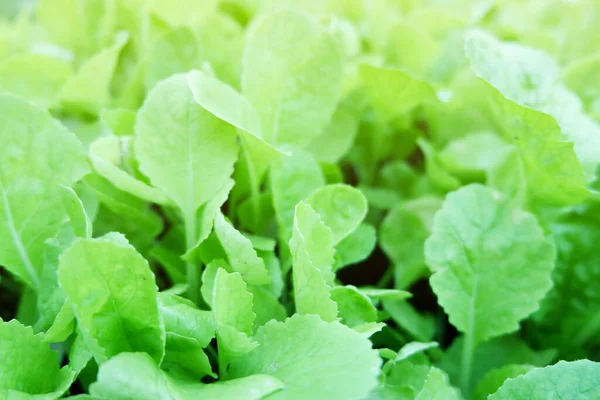 Close Young Nappa Cabbage Brassica Rapa Subsp Pekinensis Vegetable Plots — Stock Photo, Image