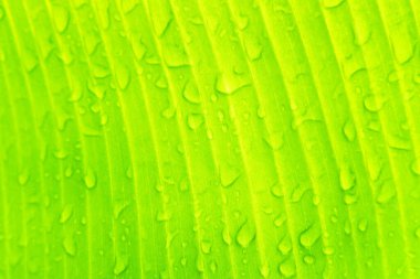 Yağmur yağdıktan sonra muz yaprağı dokusuna su damlası