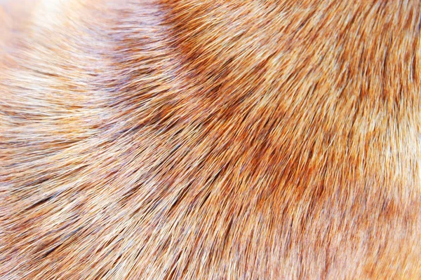 Hnědá Srst Vlasy Textura Psa — Stock fotografie
