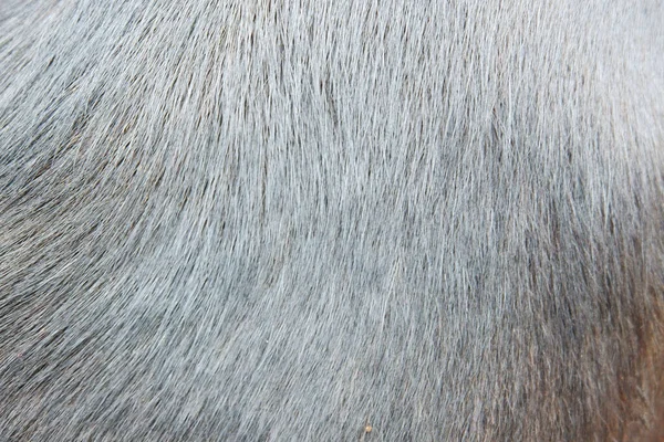 Pelo Piel Negra Textura Perro — Foto de Stock