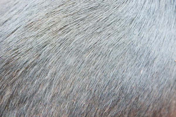 Textura Cabelo Pele Preta Cão — Fotografia de Stock