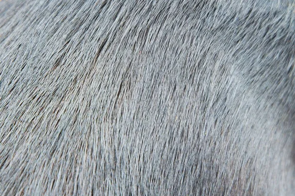 黒毛犬の毛質 — ストック写真