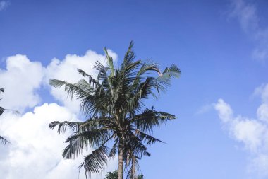 kuşlar kırlangıçlar uçan mavi gökyüzü palmiye ağaçları.