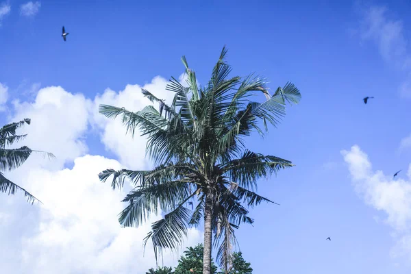 Palm Trees Blue Sky Flying Birds Swallows — Stock Photo, Image