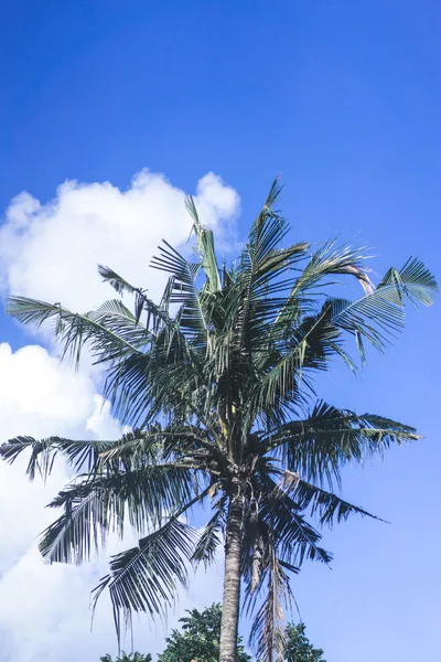 Pohon Palem Terhadap Langit Biru Burung Terbang Menelan — Stok Foto