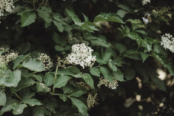 Квітуча Зелень Вигляд Тла — стокове фото