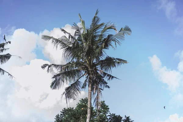 Palm Trees Blue Sky Flying Birds Swallows — Stock Photo, Image