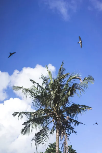 Palmeras Contra Cielo Azul Aves Voladoras Golondrinas —  Fotos de Stock