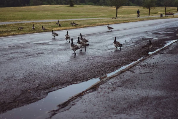 Country Landscape Geese Cross Road — Stock Photo, Image