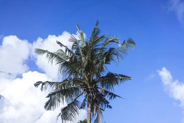 Palm Trees Blue Sky Flying Birds Swallows — Stock Photo, Image