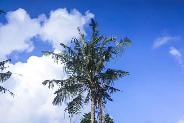 Palm Trees Blue Sky Flying Birds Swallows — Stock Photo, Image